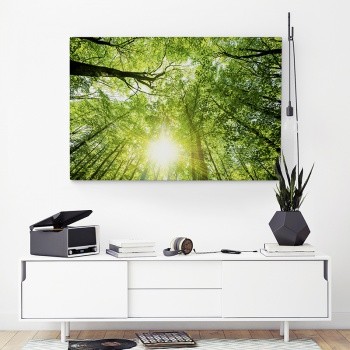 Vy mot trädkronorna