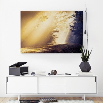 Skogsglänta i motljus