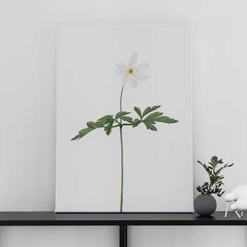 Canvastavla Vitsippa