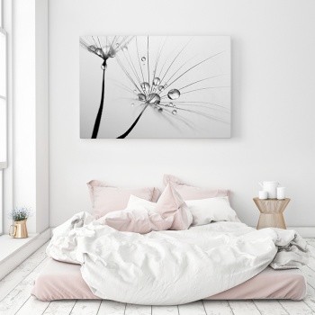 Maskrosfrö med daggdroppar